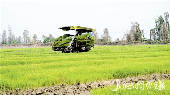 插秧機(jī)在農(nóng)田來回穿梭，運(yùn)送秧苗。
