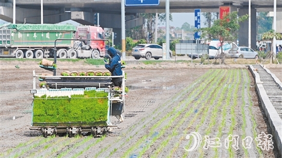 隨著機(jī)器開動(dòng)，秧苗按照設(shè)定好的間距和深度被整齊地插進(jìn)田間。