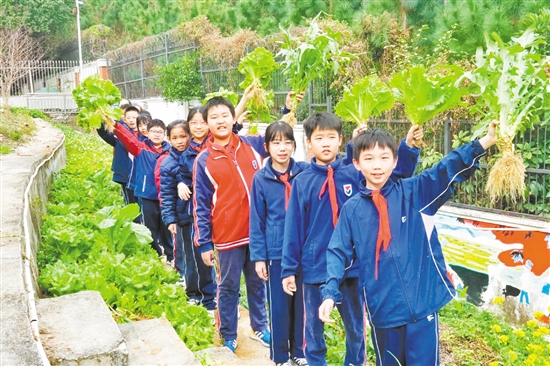 在鶴山市碧桂園學(xué)?！疤依顖@”勞動(dòng)實(shí)踐基地，學(xué)生們采摘自己種下的勞動(dòng)成果，感受勞動(dòng)的樂趣與收獲的喜悅。