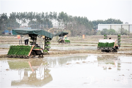恩平市全力組織開(kāi)展春耕生產(chǎn)，田間地頭一派熱火朝天的景象。