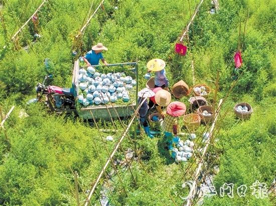 科技品牌雙輪驅(qū)動下，潭碧冬瓜打出了品牌效應(yīng)。