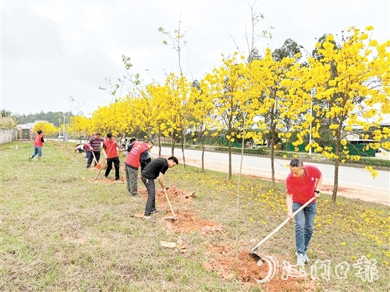 宅梧鎮(zhèn)組織開展植樹活動。