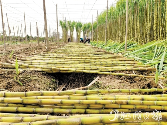 橋美村種植黃皮果蔗已有150多年歷史。