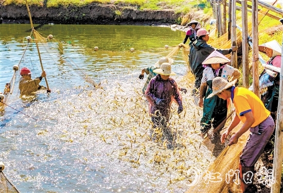 大鰲鎮(zhèn)著力實施“一只蝦”工程。