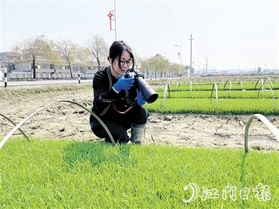 尹曉婷到田里查看秧苗成長(zhǎng)情況。