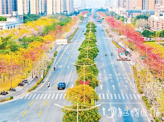 在無人機航拍鏡頭下，金甌路西延線綿延幾公里的花帶令人驚艷，宛如一幅流動的繁花長卷。劉瓊