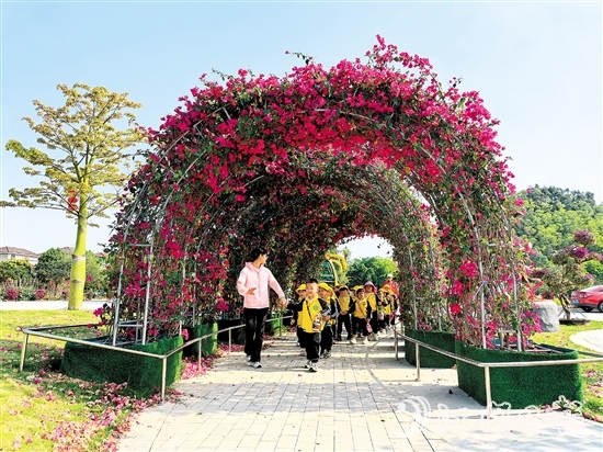 奇榜村種植簕杜鵑美化村內(nèi)景觀，升級后的環(huán)境廣受好評。
