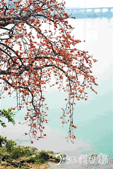 生長(zhǎng)在岸邊的古木棉樹(shù)上，紅棉層層疊疊，與碧綠的江水相映成趣。