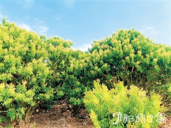 在北陡鎮(zhèn)荔枝林，淡黃的花穗綴滿枝頭。