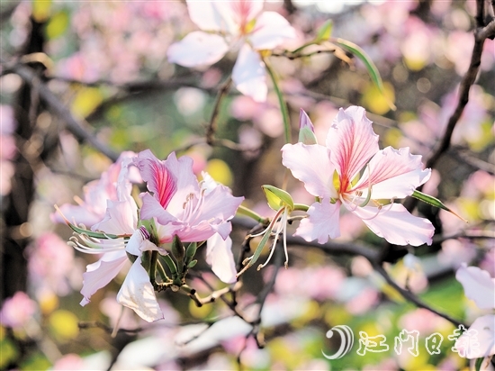 在沙坪河南岸濕地公園，宮粉紫荊燦爛綻放。