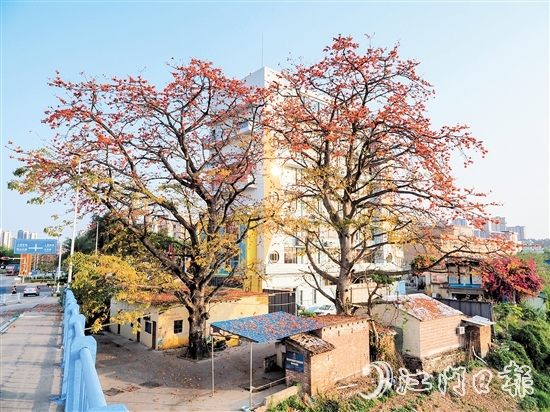 沙坪街道谷埠橋頭挺立著兩株高大的木棉花，花朵落下，為房屋和街道染上一片“英雄色”。