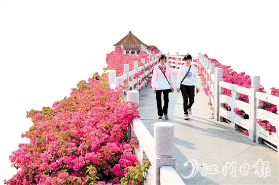 走進沙坪街道北湖公園，在九曲橋兩側(cè)，怒放的三角梅形成一條“水上花廊”。