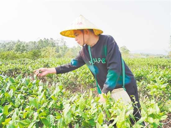 莫華振在茶園里采摘春茶，經(jīng)過(guò)數(shù)年培育，今年茶園迎來(lái)豐收。