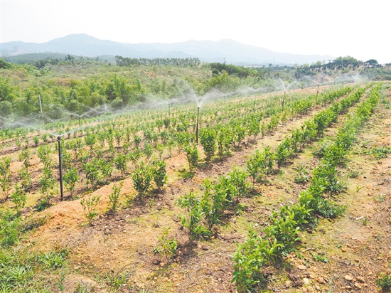 鶴山市真斗茶業(yè)有限公司的新茶園配備了自動(dòng)噴淋系統(tǒng)，為茶樹(shù)生長(zhǎng)提供充足水分。