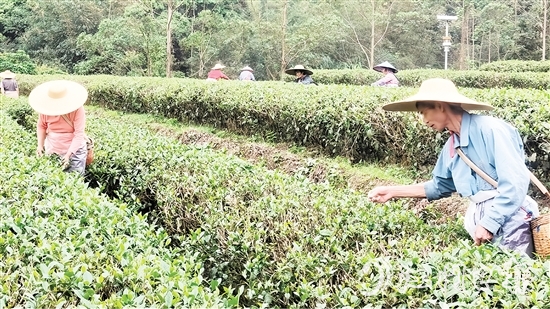 茶農(nóng)們正抓緊采摘春茶。