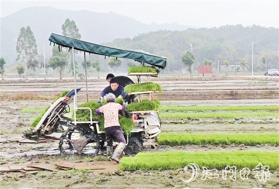 試驗基地在開展鹽堿地改造、耐鹽堿水稻試驗的同時，帶動周邊農(nóng)戶參與，讓村民實現(xiàn)“家門口”就業(yè)。