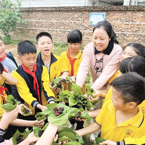 在古勞鎮(zhèn)連南小學(xué)“樂桑園”勞動實踐基地，學(xué)生們分工合作采摘桑葚。