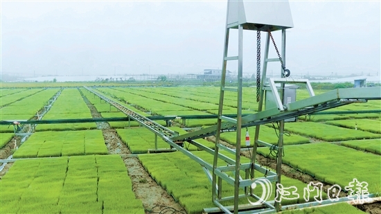 三江鎮(zhèn)利香農(nóng)場(chǎng)投資引進(jìn)自動(dòng)化水稻育秧設(shè)備。