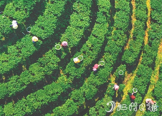 正值春茶采摘期，在黃亞山茶業(yè)的茶場(chǎng)里，茶農(nóng)們正在采摘茶葉。