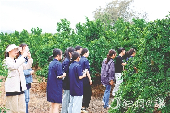 港澳學子們在沙湖鎮(zhèn)和平村的茶枝柑種植基地深入了解恩平茶枝柑產(chǎn)業(yè)的發(fā)展現(xiàn)狀。