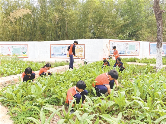 在大田鎮(zhèn)中心小學(xué)的種子園，師生們一起除草、澆水、采摘蔬菜，忙得不亦樂(lè)乎。