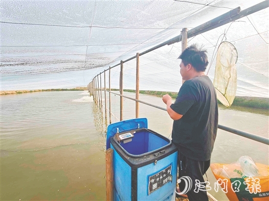黃劍秋使用自動投料機喂蝦，觀察對蝦生長情況。