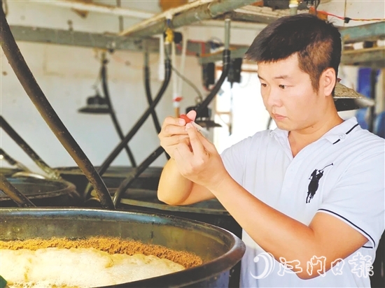 馮雄偉仔細觀察對蝦種苗。