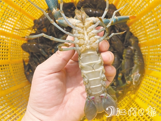 澳洲藍(lán)龍蝦品質(zhì)優(yōu)、價格高。