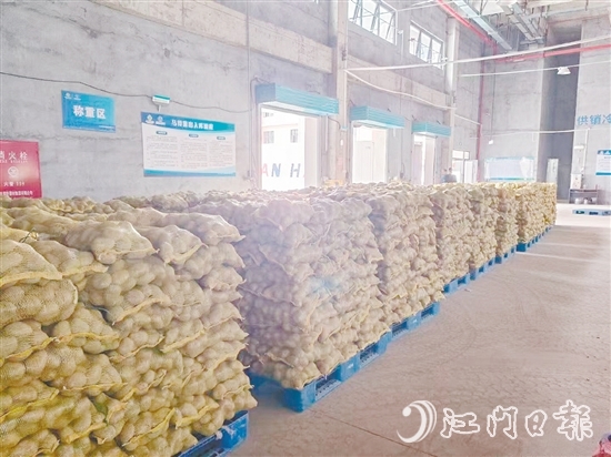 得益于廣東供銷（恩平）天業(yè)冷鏈物流產(chǎn)業(yè)園，已收獲的馬鈴薯得到較好的存放，還可以根據(jù)市場變化錯峰出售，爭取更好的價格。