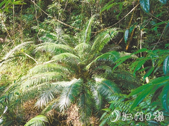 七星坑保護(hù)區(qū)內(nèi)首次發(fā)現(xiàn)國家一級(jí)保護(hù)植物——仙湖蘇鐵。