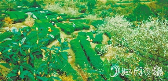 大沙鎮(zhèn)得天獨(dú)厚的自然環(huán)境孕育了品質(zhì)優(yōu)異的大沙茶。