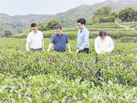 大沙鎮(zhèn)人大主動開展采茶工招聘宣傳工作，為群眾提供就近務(wù)工機會。