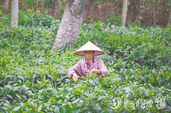 清晨，采茶工在茶山上采摘今年的新茶。