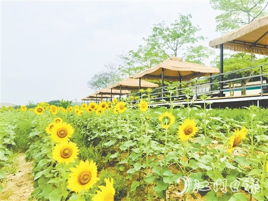 行走在西坑村，綠樹(shù)成蔭、鮮花盛開(kāi)、空氣清新，一幅生態(tài)宜居的美麗鄉(xiāng)村畫(huà)卷徐徐展開(kāi)。