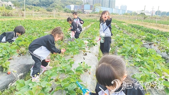 每逢周末，不少孩子來到臺城街道桂水村的小鮮農場體驗采摘果蔬的樂趣。