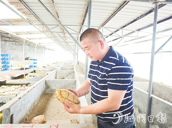 莫立覺仔細觀察種龜?shù)纳L情況。