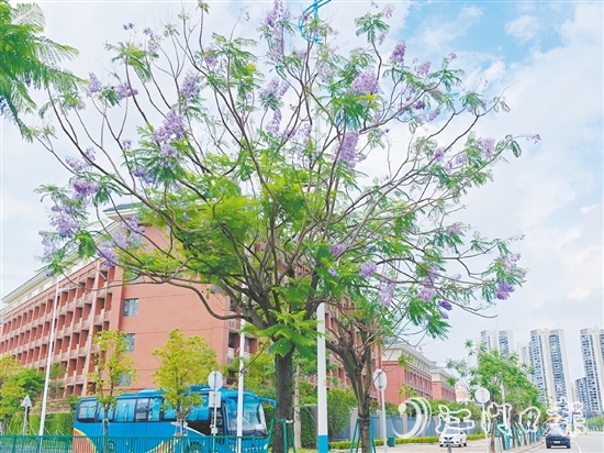 藍(lán)紫色的花朵如夢(mèng)如幻。