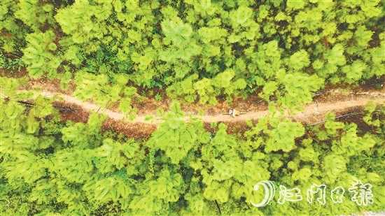 選手們騎行在山林間，和恩平美麗自然風(fēng)光融為一體。