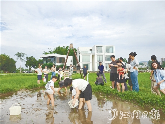 近段時(shí)間，不少外地游客專門到恩平市簕菜文化創(chuàng)意園參與農(nóng)耕活動(dòng)。