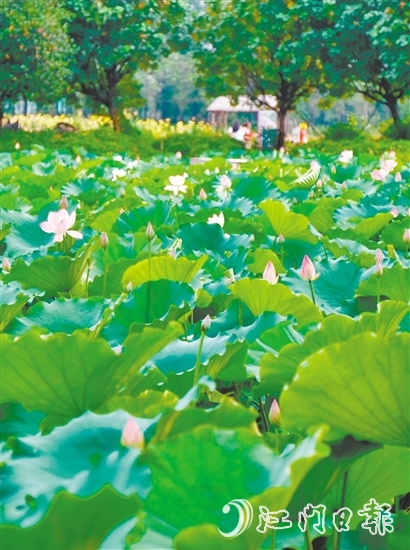 江海都市農(nóng)業(yè)生態(tài)園荷花悄然綻放，預(yù)計(jì)端午前后進(jìn)入盛花期。龔靜