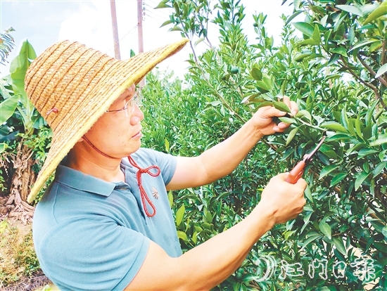 葉朝勝正為新會柑樹修剪枝葉。