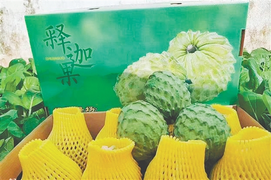 昆中村聚力發(fā)展釋迦果種植，走出“甜蜜致富路”。
