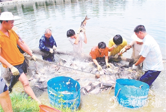好山出好水、好水養(yǎng)好魚，恩平水資源豐富，水質(zhì)優(yōu)良，適合發(fā)展水產(chǎn)養(yǎng)殖。