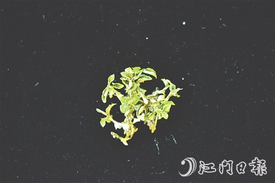 金線蘭全草均可入藥，曾被譽(yù)為“藥中之王”。