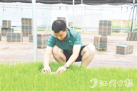 育秧大棚里，王曉庭俯身察看秧苗長勢。