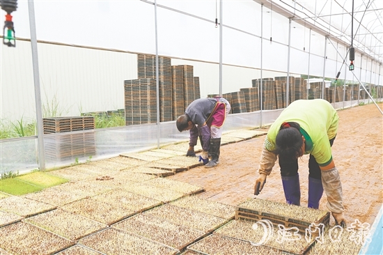 江門市德稻農(nóng)業(yè)種植合作社育秧中心年產(chǎn)32萬盤秧苗，不僅滿足周邊種植大戶的需求，還將秧苗賣到了大灣區(qū)和江西。