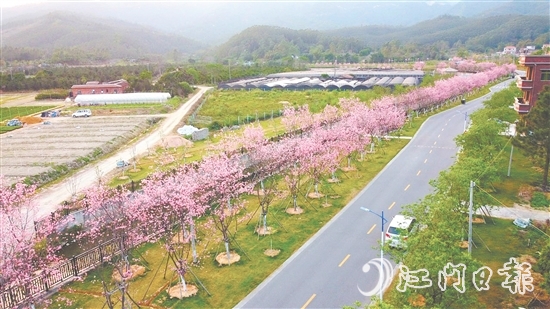 鶴山市堅(jiān)持全市“一盤棋”推進(jìn)鄉(xiāng)村綠化工作。圖為鶴城鎮(zhèn)城西村櫻花大道。