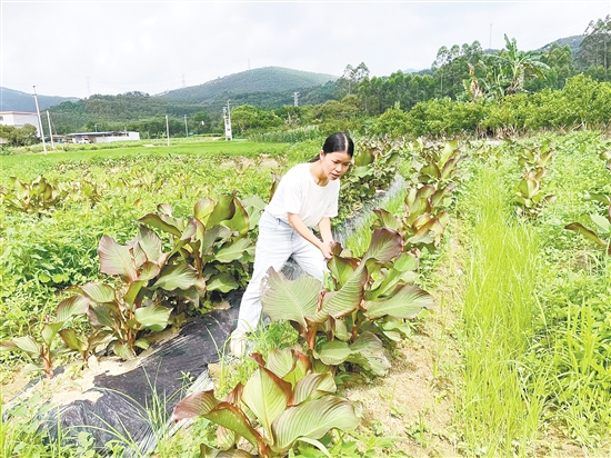 我市150多名像官利蘭這樣的第一書記，作為“生力軍”奮戰(zhàn)在“百千萬工程”第一線。