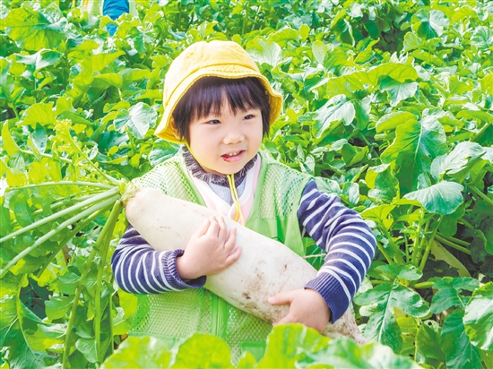 崖門甜水蘿卜肉質(zhì)細(xì)膩、清甜無渣。