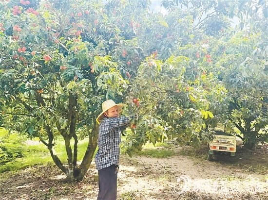北陡鎮(zhèn)部分品種的荔枝已上市。